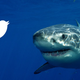 Illustration for article titled Australian Sharks Will Now Be Tweeting Their Locations